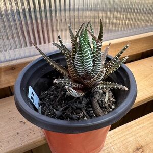 Zebra Plant -  Haworthia fasciata succulent